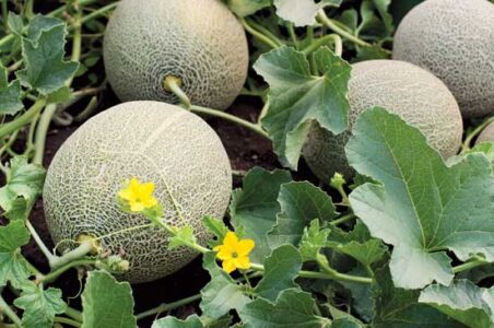 Melon Maintenance for a Plentiful Fruit Harvest